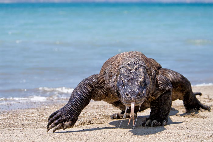 Komodo Dragons Komodo Dragons