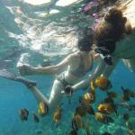 Coral fishes - Nusa Lembongan Tour