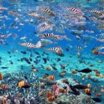 Gamat Bay - Snorkeling Nusa Penida