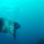 Manta Rays at Manta Point - Snorkeling Nusa Penida