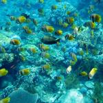 Coral reefs and fishes - Snorkeling Nusa Penida