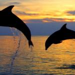 Dolphin Jump Up - Bali Dolphin Watching Tour