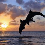 Dolphin Attraction at Lovina Beach - Bali Dolphin Watching Tour