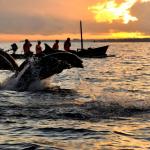 Dolphins Appear While Sunrise - Bali Dolphin Watching Tour