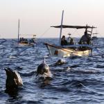 Wooden Boat and The Passengers while watching the dolphins - Bali Dolphin Watching Tour