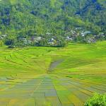 Lodok Spider Web Rice Field