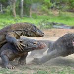 Komodo Fighting For Food