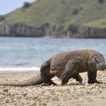 Komodo Walk On The Beach