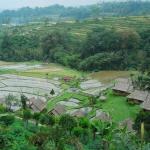 Pacung rice terrace - Bedugul Tour