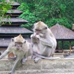 Alas Kedaton monkey temple - Bedugul Tour