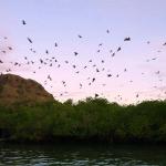 Komodo Tour Package - Watch The Bats at Kalong Island