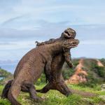 Komodo Tour Package - Komodo Dragons are fighting