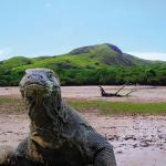 Komodo Tour Package - Komodo Dragon In The Forest