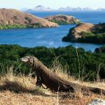 Komodo Tour Package - Komodo Dragon on Komodo Island